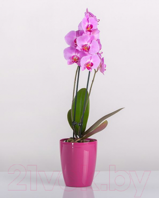 Кашпо BigPlast Orchid Saksija 33529
